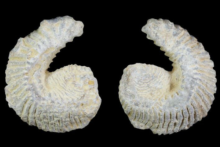 Cretaceous Fossil Oyster (Rastellum) - Madagascar #100958